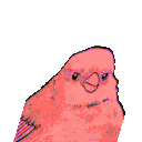 Party Annoyed Bird