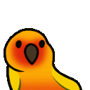 Sun Conure