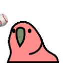 Catch ball Right Parrot